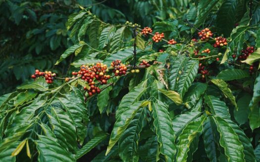 Princess Michelle Company Limited Coffee Agribusiness Arabica Vs Robusta Coffee In Tanzania - Arabica vs Robusta Coffee in Tanzania