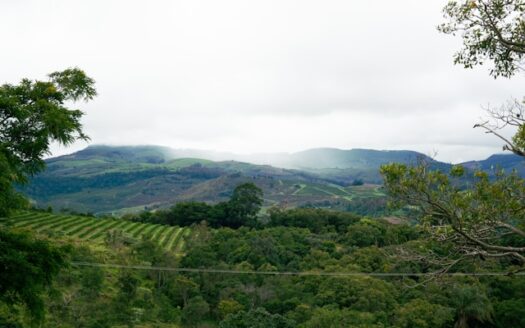 Princess Michelle Company Limited Coffee Agribusiness Kagera Coffee - Kagera Coffee